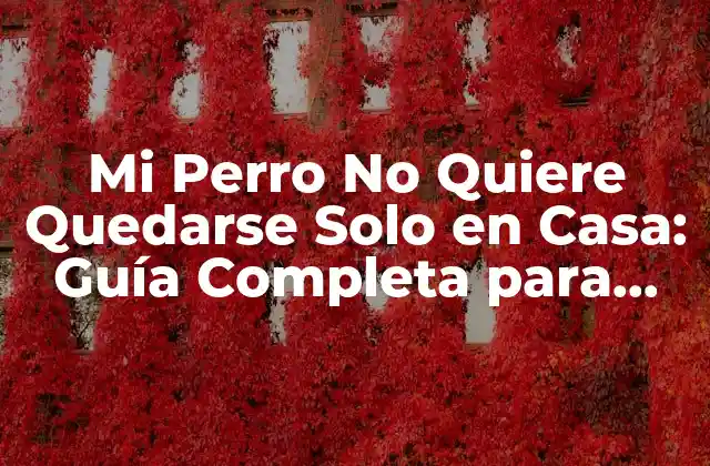 Mi Perro No Quiere Quedarse Solo en Casa: Guía Completa para Superar la Ansiedad