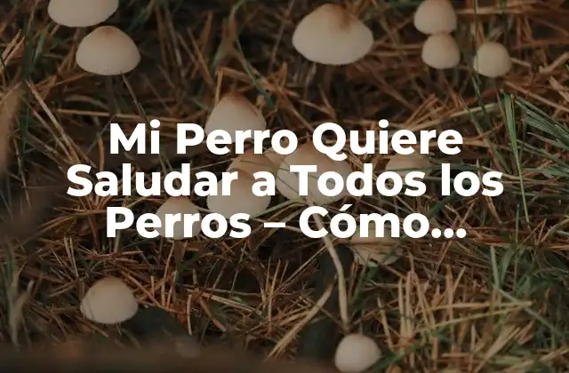 Mi Perro Quiere Saludar a Todos los Perros – Cómo Fomentar la Socialización Canina