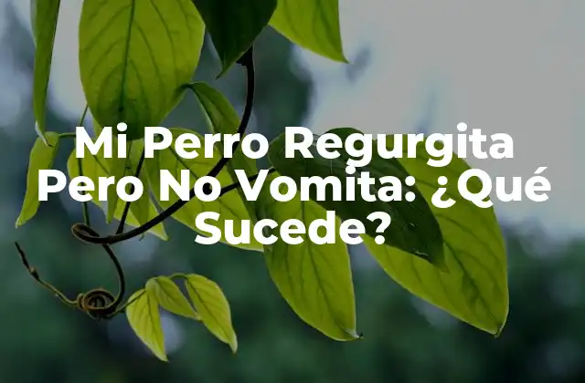 Mi Perro Regurgita pero No Vomita: ¿qué Sucede? 2 ¿Qué es la Regurgitación en Perros?