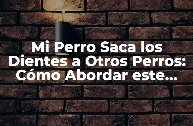 Mi Perro Saca los Dientes a Otros Perros: Cómo Abordar Este Comportamiento