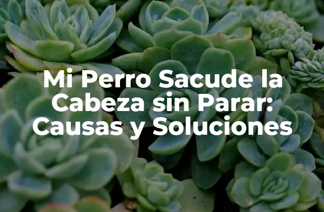 Causas Comunes de Mi Perro Sacude la Cabeza sin Parar