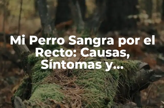 Mi Perro Sangra por el Recto: Causas, Síntomas y Tratamiento