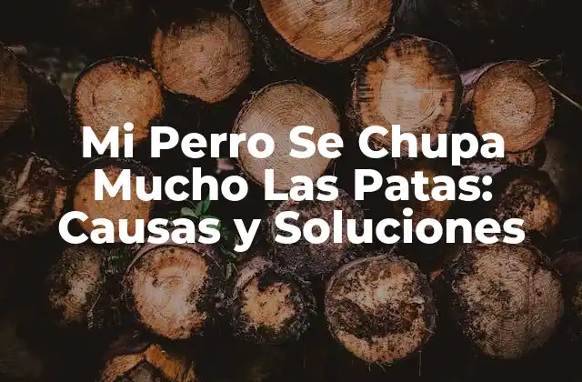 Mi Perro Se Chupa Mucho las Patas: Causas y Soluciones 2 ¿Por qué Mi Perro Se Chupa Las Patas?