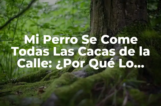 Mi Perro Se Come Todas las Cacas de la Calle: ¿por Qué Lo Hace y Cómo Detenerlo?