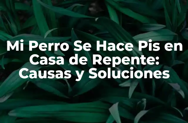 Mi Perro Se Hace Pis en Casa de Repente: Causas y Soluciones