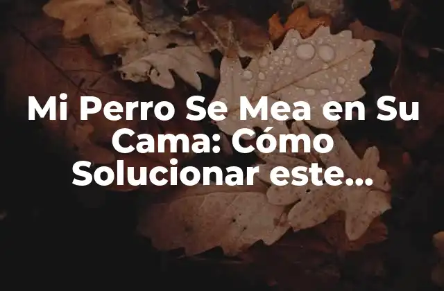 ¿Por qué Mi Perro Se Mea en Su Cama?