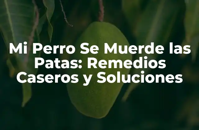 Mi Perro Se Muerde las Patas: Remedios Caseros y Soluciones