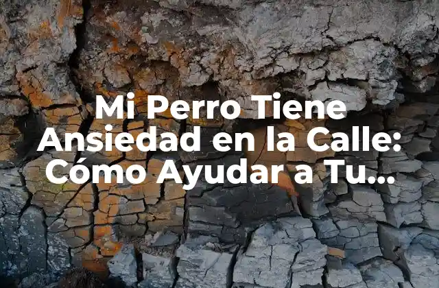 Mi Perro Tiene Ansiedad en la Calle: Cómo Ayudar a Tu Mascota