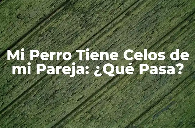 Mi Perro Tiene Celos de Mi Pareja: ¿qué Pasa?