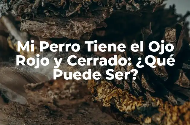 Mi Perro Tiene el Ojo Rojo y Cerrado: ¿qué Puede Ser?