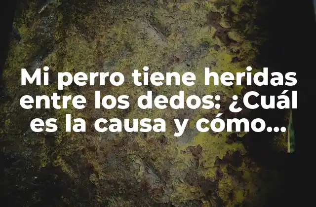 Mi Perro Tiene Heridas entre los Dedos: ¿cuál es la Causa y Cómo Tratarlas?