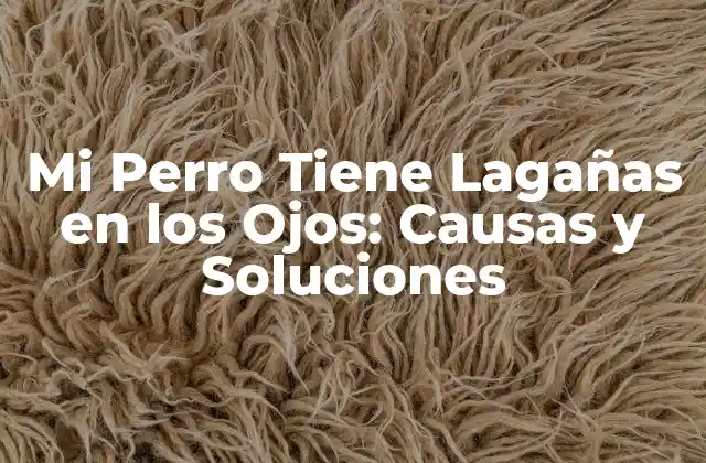 ¿Qué Son las Lagañas en los Ojos de los Perros?