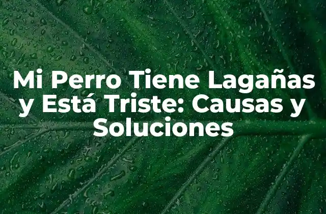 Mi Perro Tiene Lagañas y Está Triste: Causas y Soluciones