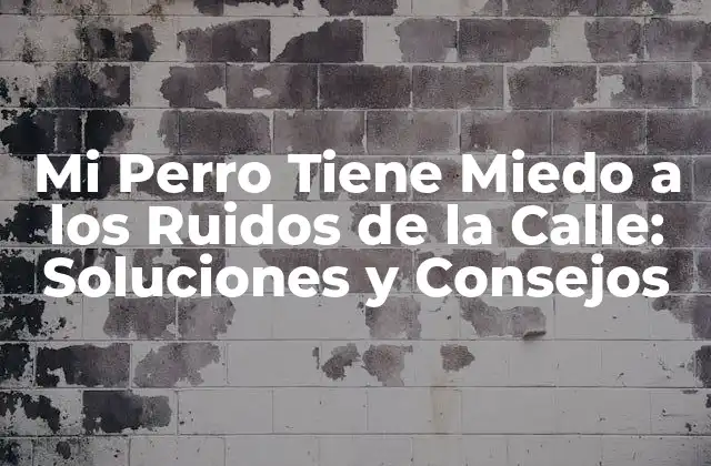 Mi Perro Tiene Miedo a los Ruidos de la Calle: Soluciones y Consejos