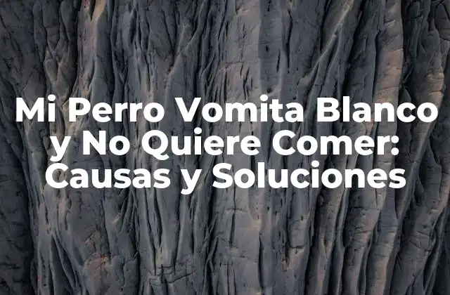 Mi Perro Vomita Blanco y No Quiere Comer: Causas y Soluciones
