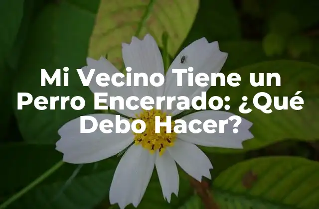 Mi Vecino Tiene un Perro Encerrado: ¿qué Debo Hacer?