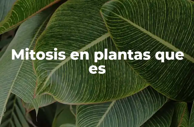 Mitosis en Plantas que es