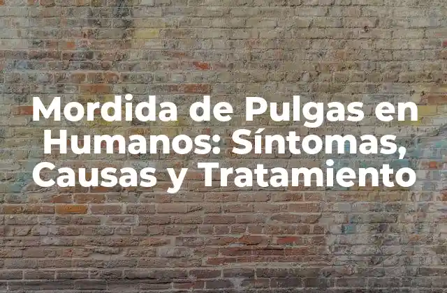 Mordida de Pulgas en Humanos: Síntomas, Causas y Tratamiento