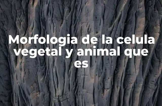 Morfologia de la Celula Vegetal y Animal que es