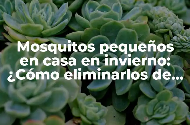 Mosquitos Pequeños en Casa en Invierno: ¿cómo Eliminarlos de Forma Efectiva?