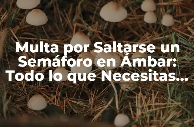 Multa por Saltarse un Semáforo en Ámbar: Todo Lo que Necesitas Saber