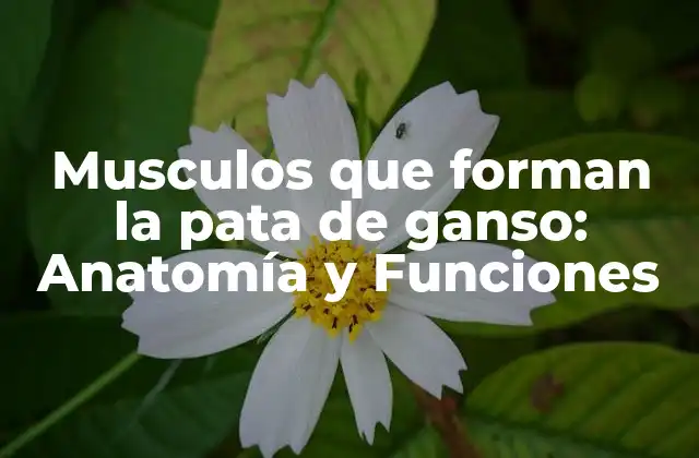 Musculos que Forman la Pata de Ganso: Anatomía y Funciones