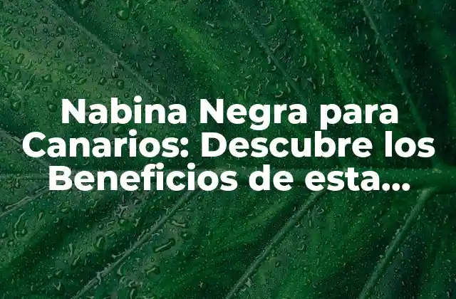 Nabina Negra para Canarios: Descubre los Beneficios de Esta Semilla para Tu Ave Favorita