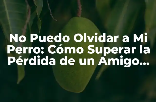 No Puedo Olvidar a Mi Perro: Cómo Superar la Pérdida de un Amigo Fiel