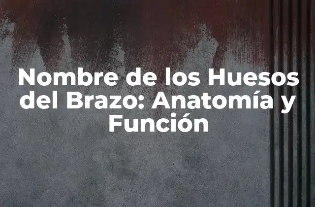 Nombre de los Huesos Del Brazo: Anatomía y Función
