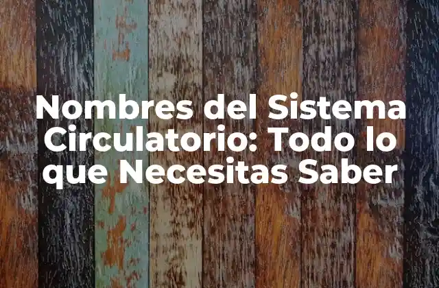 Nombres Del Sistema Circulatorio: Todo Lo que Necesitas Saber