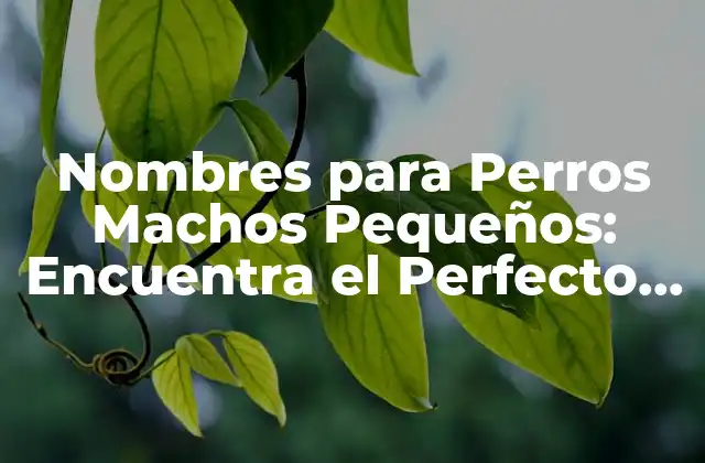 Nombres para Perros Machos Pequeños: Encuentra el Perfecto para Tu Nuevo Amigo