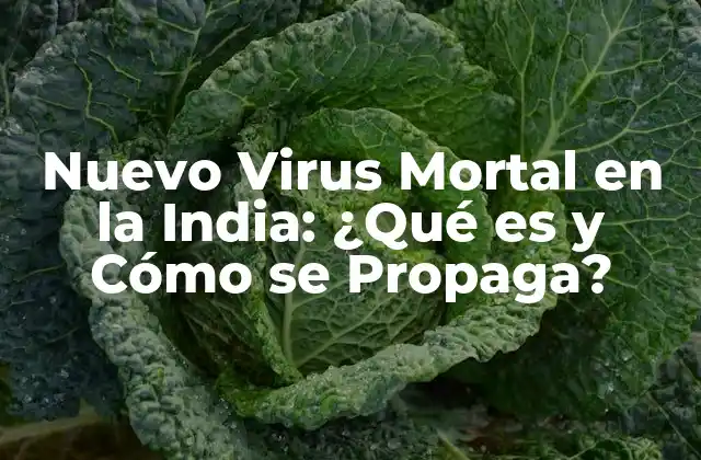 Nuevo Virus Mortal en la India: ¿qué es y Cómo Se Propaga?