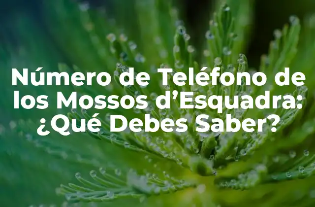 Número de Teléfono de los Mossos D’esquadra: ¿qué Debes Saber?