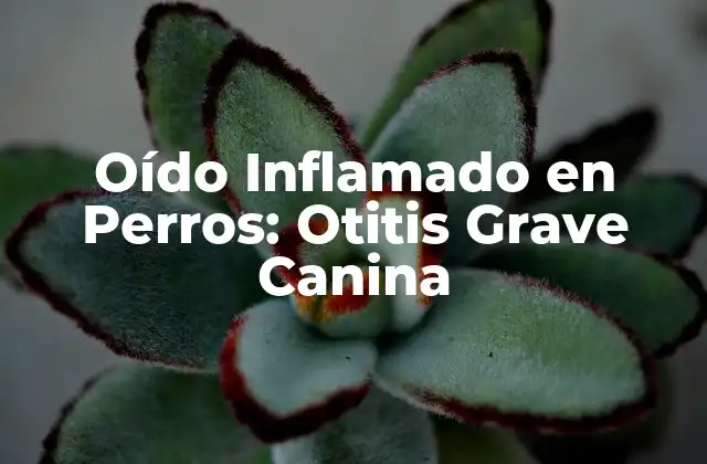 Causas de la Otitis Grave en Perros - ¿Qué la Provoca?