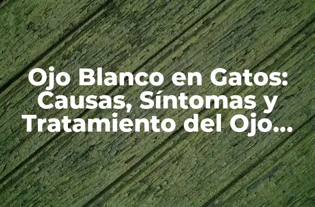 Ojo Blanco en Gatos: Causas, Síntomas y Tratamiento Del Ojo Blanco Felino