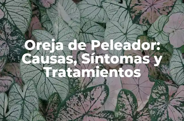 Oreja de Peleador: Causas, Síntomas y Tratamientos 2 Causas de la Oreja de Peleador