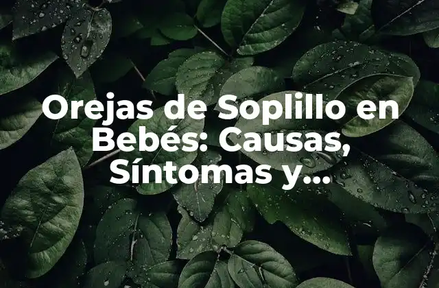 Orejas de Soplillo en Bebés: Causas, Síntomas y Tratamiento 2 Causas de las Orejas de Soplillo en Bebés