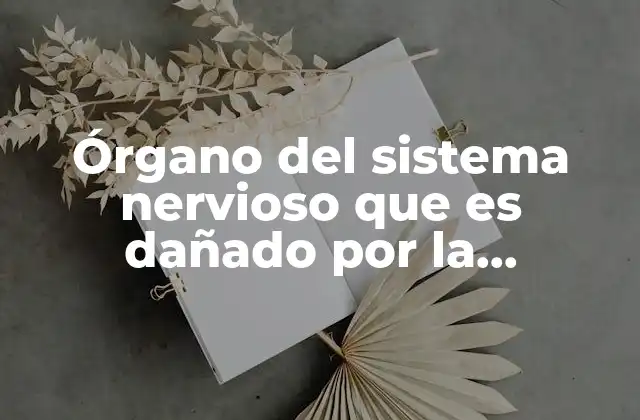 Órgano Del Sistema Nervioso que es Dañado por la Marihuana