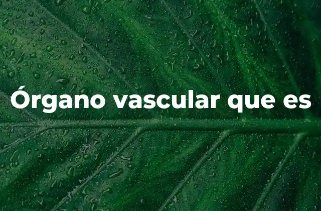 Órgano Vascular que es