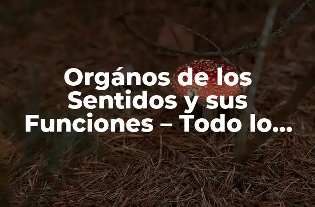 Orgános de los Sentidos y Sus Funciones – Todo Lo que Debes Saber