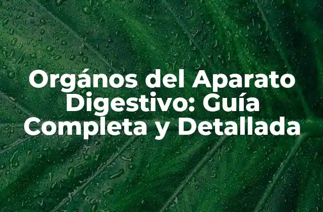 Orgános Del Aparato Digestivo: Guía Completa y Detallada