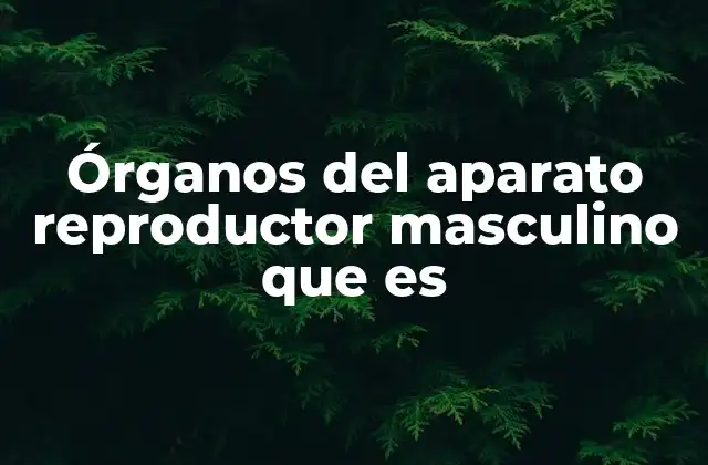 Órganos Del Aparato Reproductor Masculino que es