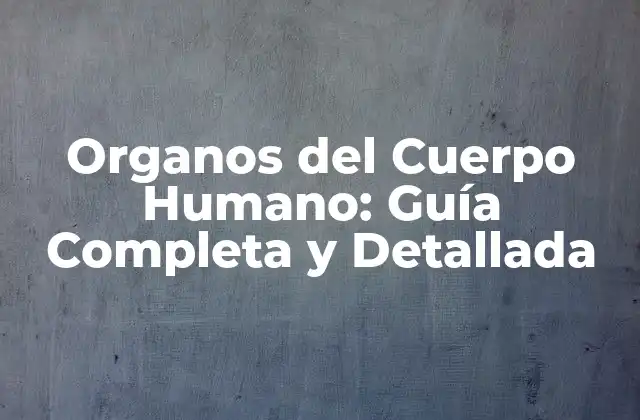 Organos Del Cuerpo Humano: Guía Completa y Detallada
