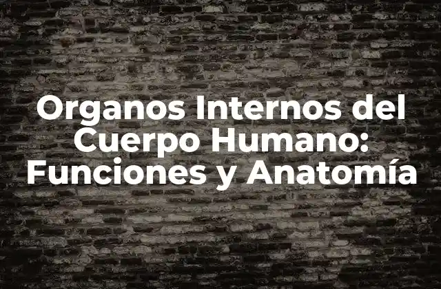 ¿Qué son los Órganos Internos del Cuerpo Humano?