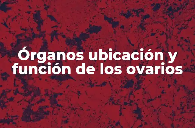 Órganos Ubicación y Función de los Ovarios 2 ¿Dónde se encuentran los ovarios?