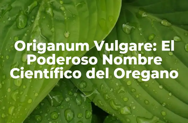 Origanum Vulgare: el Poderoso Nombre Científico Del Oregano