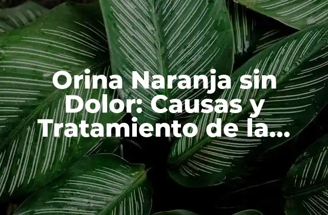 Orina Naranja sin Dolor: Causas y Tratamiento de la Orina Anómala