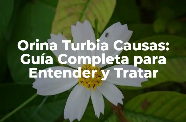 Orina Turbia Causas: Guía Completa para Entender y Tratar