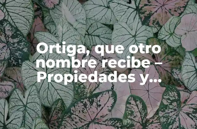 Ortiga, que Otro Nombre Recibe – Propiedades y Beneficios de Esta Planta Milagrosa