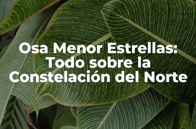 Osa Menor Estrellas: Todo sobre la Constelación Del Norte